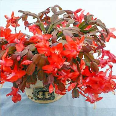 Christmas Cactus