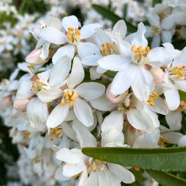 Choisya x dewitteana 'Aztec Pearl'