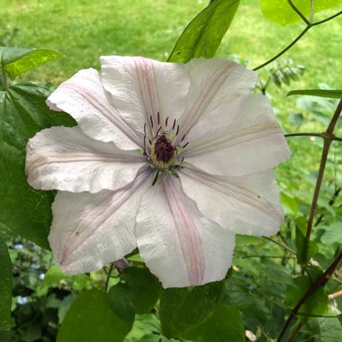 Clematis (Pruning Group 2)