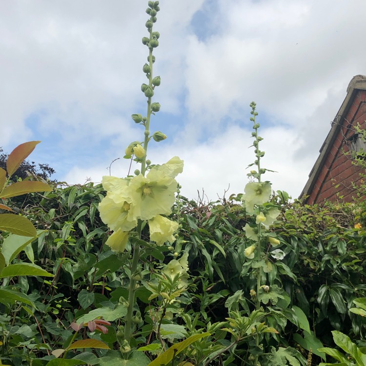 Plant image Alcea rosea 'Chater's Double Group Yellow'