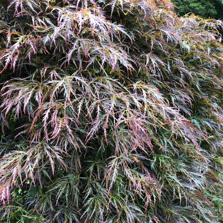 Plant image Acer Palmatum 'Inaba-Shidare'