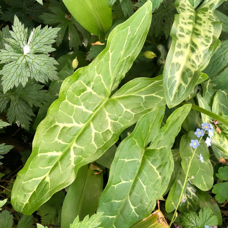 Plant image Arum italicum 'Pictum'