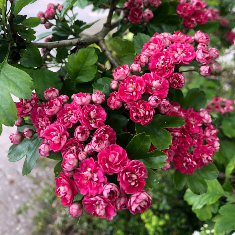 Plant image Crataegus x media 'Rubra Plena'