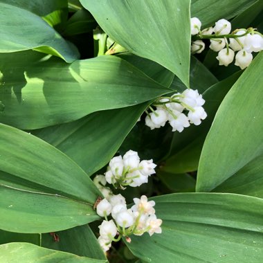 Convallaria majalis