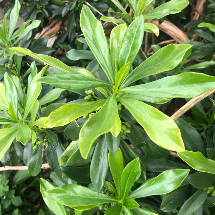 Plant image Daphne laureola subsp. philippi