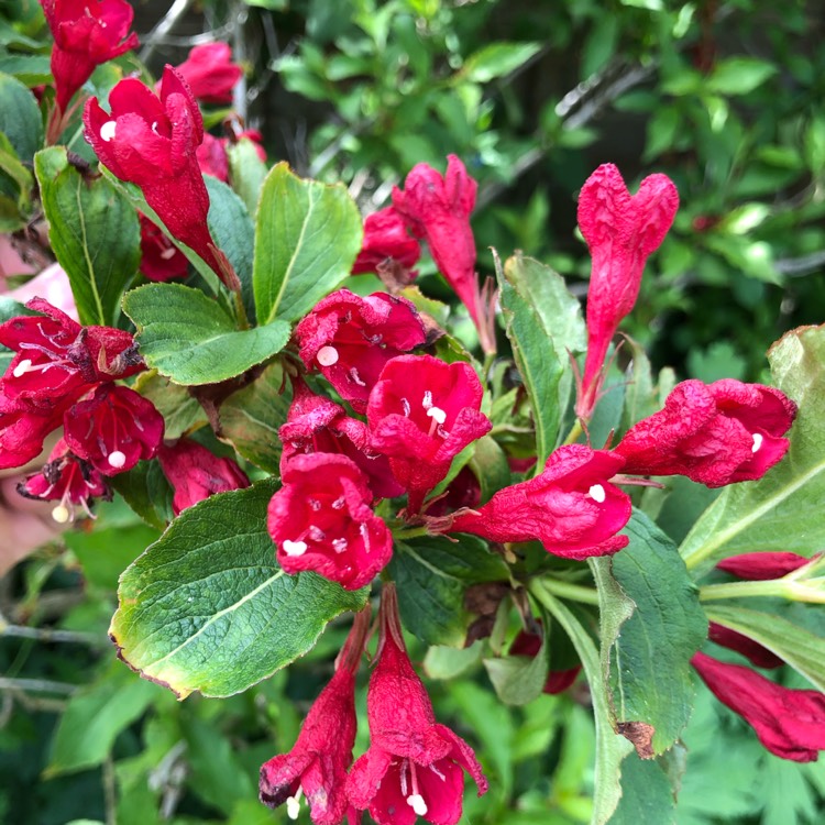 Plant image Weigela 'Olympiade' syn. Weigela 'Briant Rubidor', Weigela 'Rubidor', Weigela 'Rubigold'