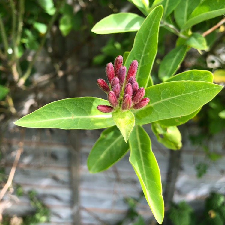 Plant image Lonicera tatarica