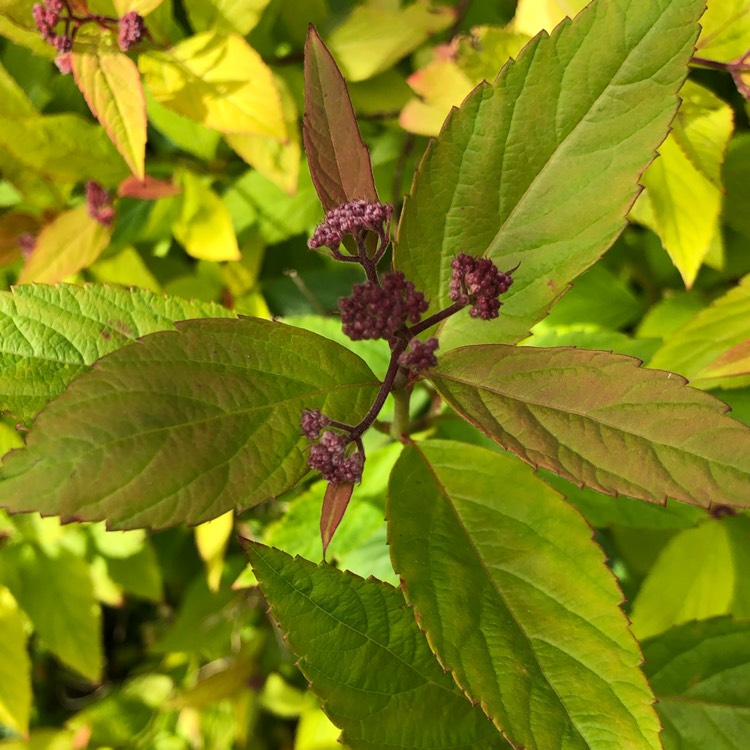 Plant image Spiraea Japonica 'Dart's Red'