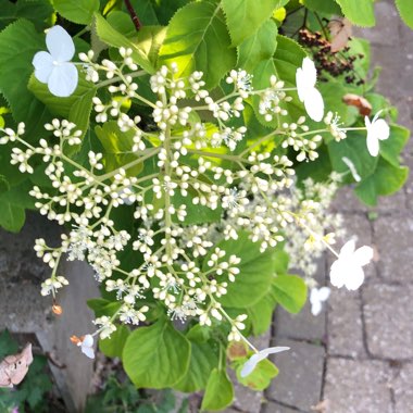 Climbing Hydrangea