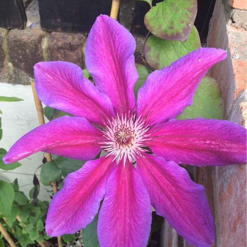 Clematis 'Varenne'