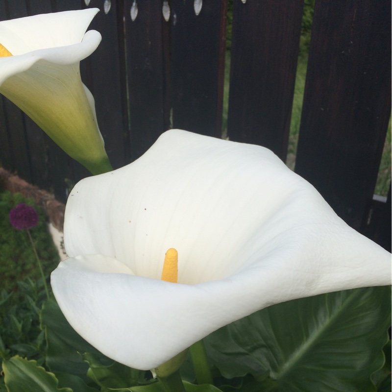 Calla Lily