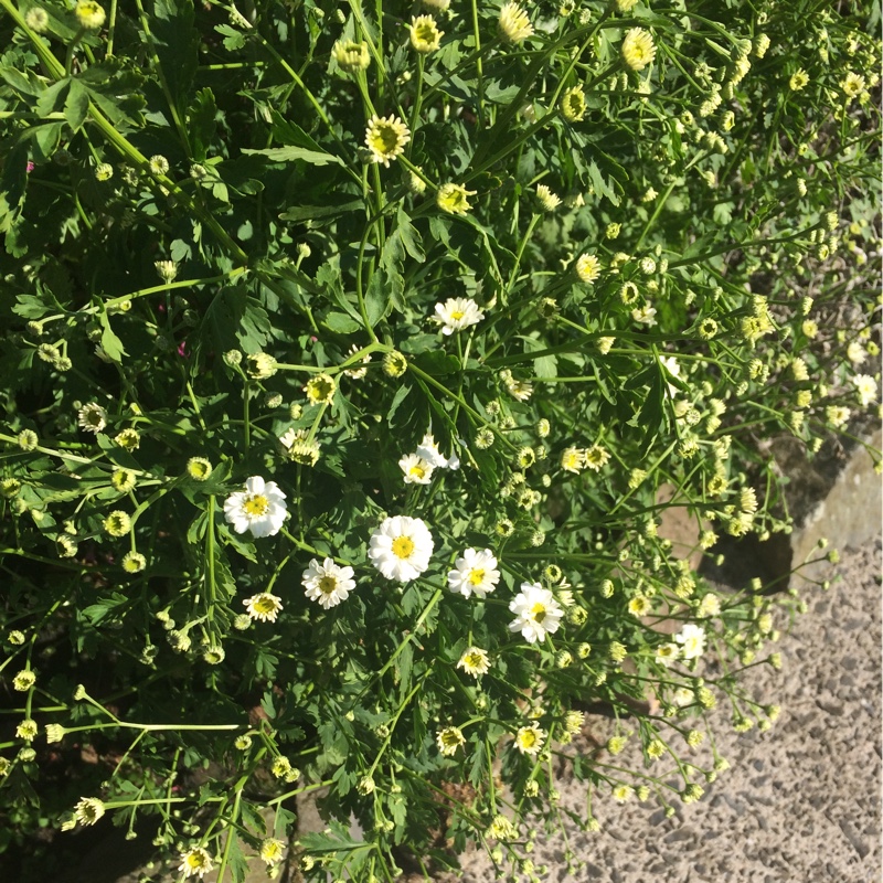 Argyranthemum 'Maria'