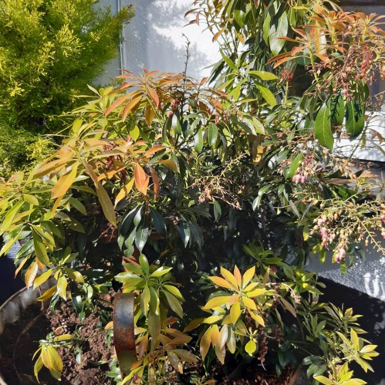 Plant image Pieris japonica 'Katsura'