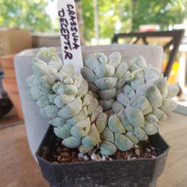 Crassula deceptor syn. Crassula deceptrix