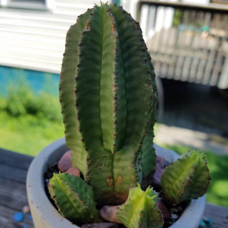 Plant image Euphorbia anoplia