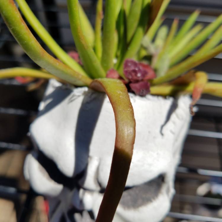 Plant image Crassula nudicaulis 'Devil's Horns'