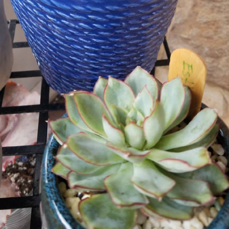 Plant image Echeveria Esther