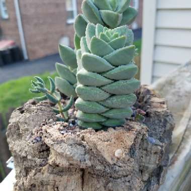 Crassula 'Moonglow'