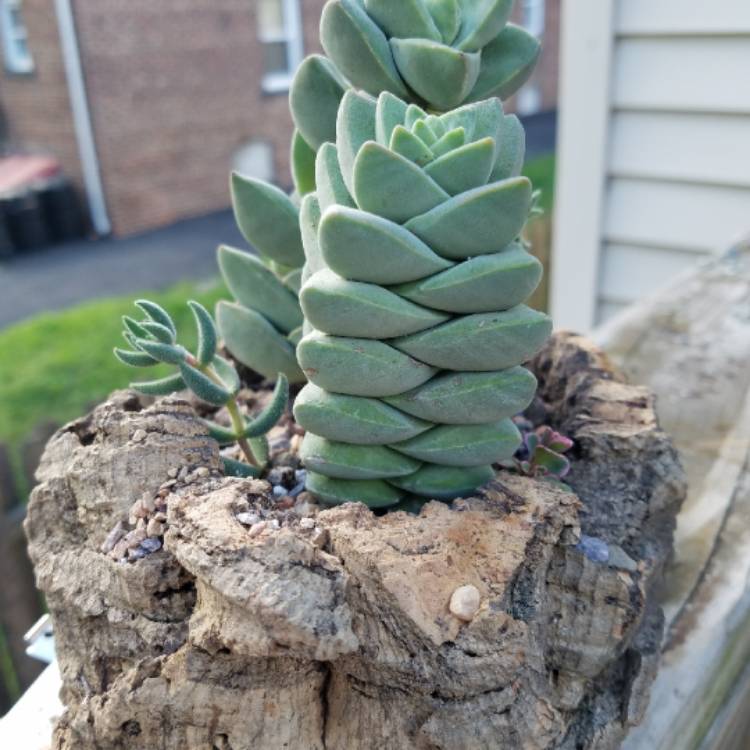 Plant image Crassula 'Moonglow'