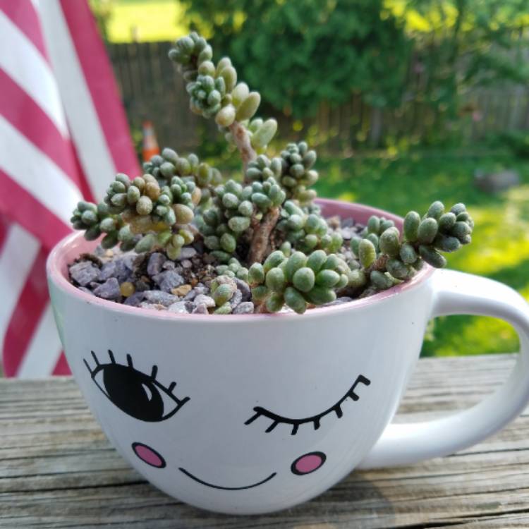 Plant image Sedum Furfuraceum