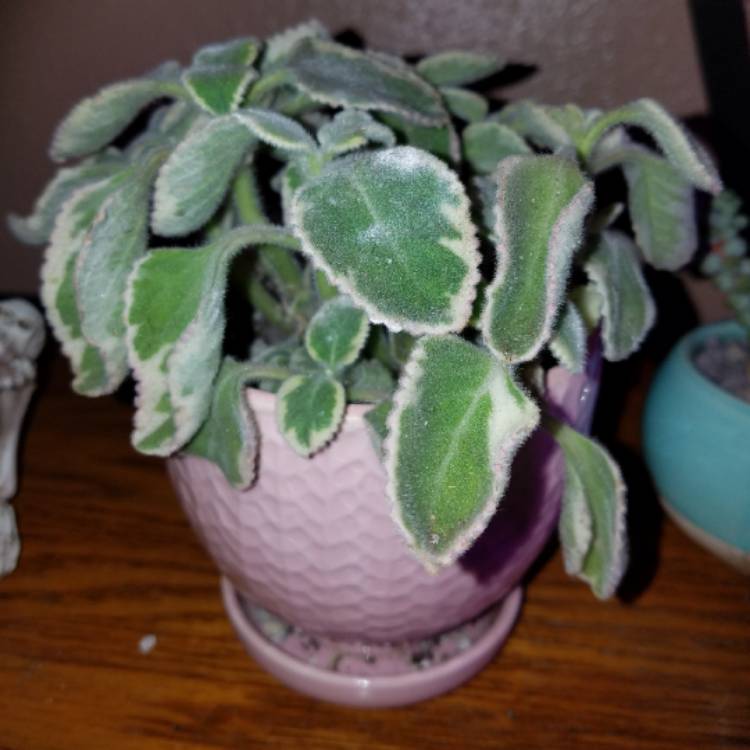 Plant image Coleus neochilus 'Mike's Fuzzy Wuzzy' syn. Plectranthus neochilus 'Mike's Fuzzy Wuzzy'