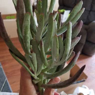 Cotyledon orbiculata var. 'Oophylla'