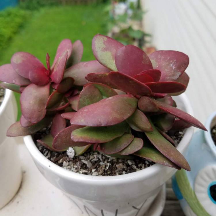 Plant image Crassula platyphylla 'Burgundy'