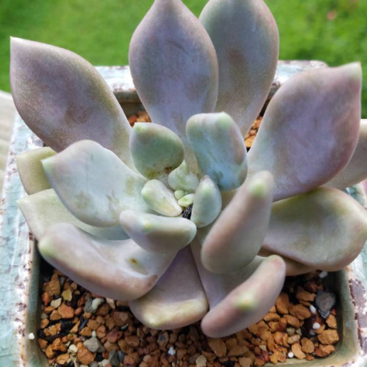 Plant image x Pachyveria Draco