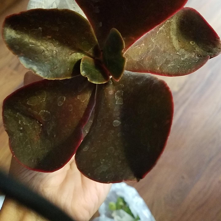 Plant image Echeveria Mahogany Rose