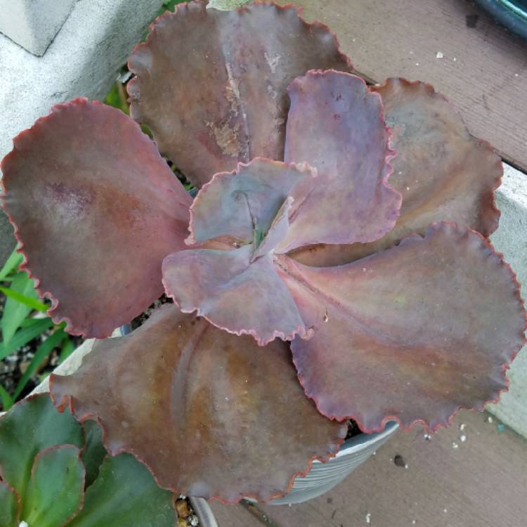 Plant image Echeveria Arlie Wright