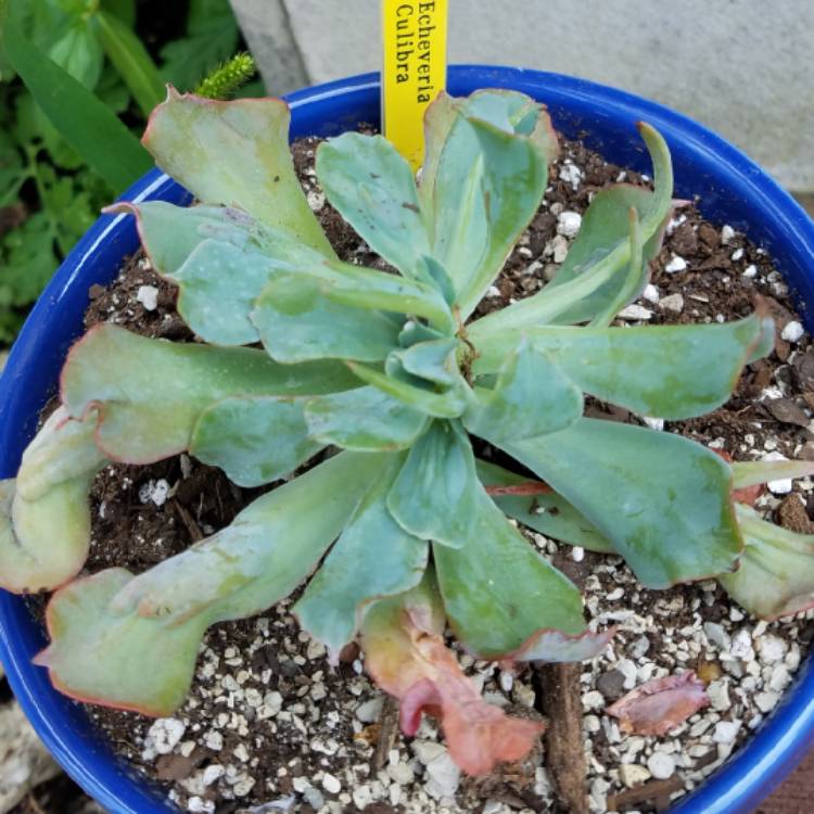 Plant image Echeveria Culibra