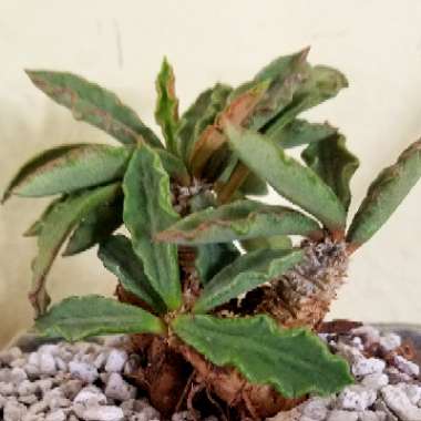 Euphorbia decaryi