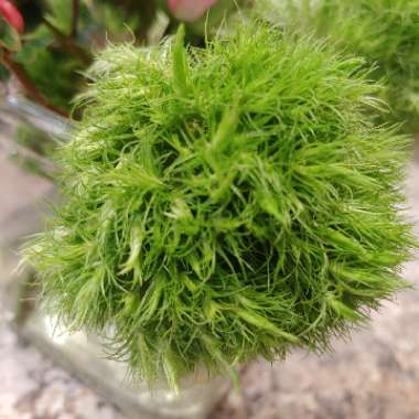 Dianthus barbatus 'Green Ball'