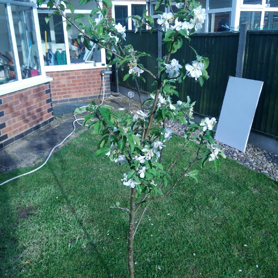 Plant image Malus domestica 'Cox's Orange Pippin'