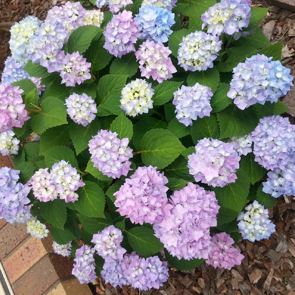 Hydrangea 'Endless Summer'