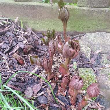 Peony 'Primevère' (Herbaceous)