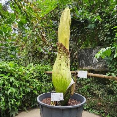 Corpse Flower