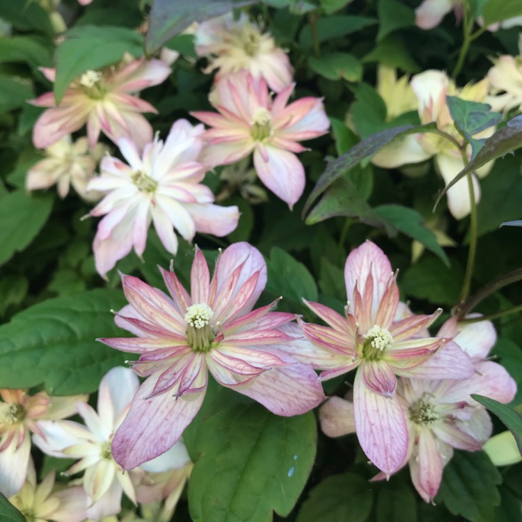 Plant image Clematis montana 'Marjorie'