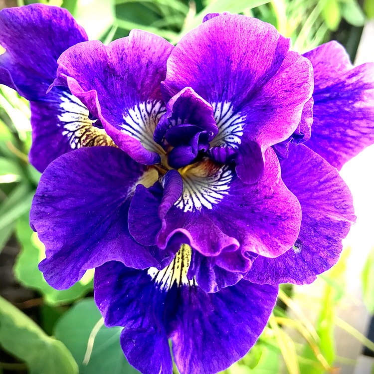 Plant image Iris sibirica 'Lavendelwein'