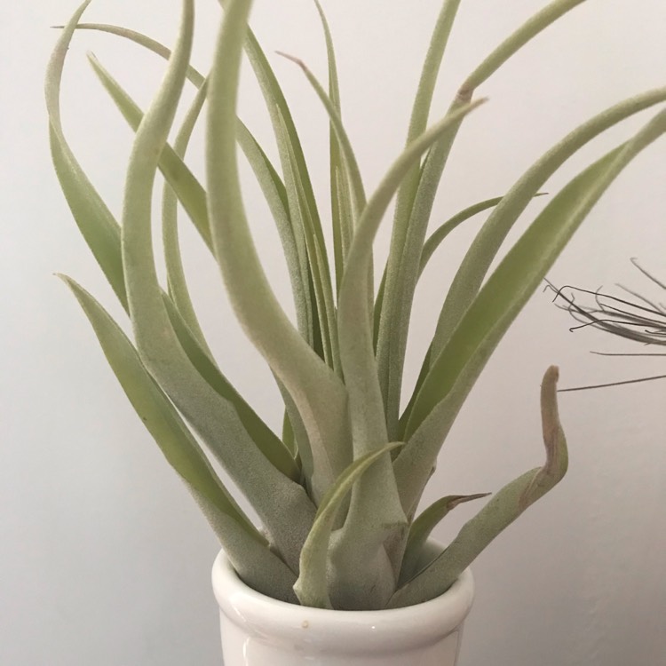 Plant image Tillandsia 'Capitata Peach'