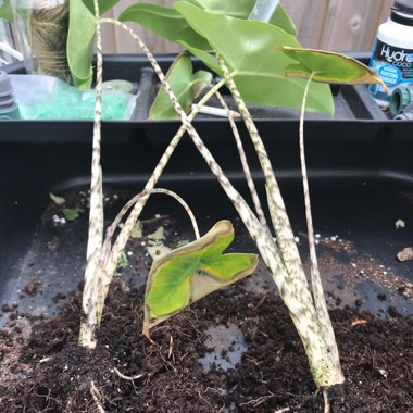 Elephant Ear 'Tiger'