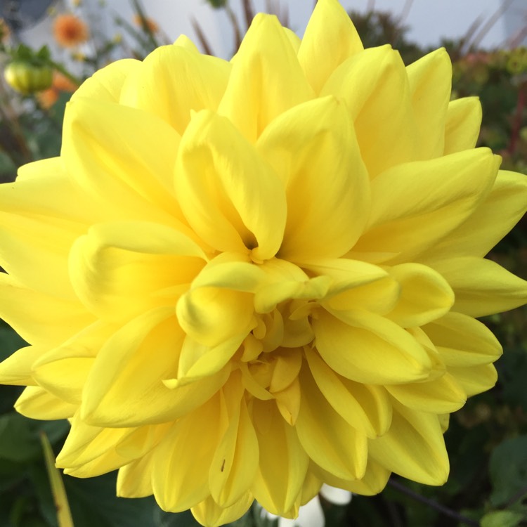 Plant image Dahlia 'Golden Emblem'