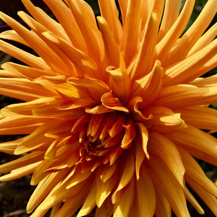 Plant image Dahlia 'Ludwig Helfert'