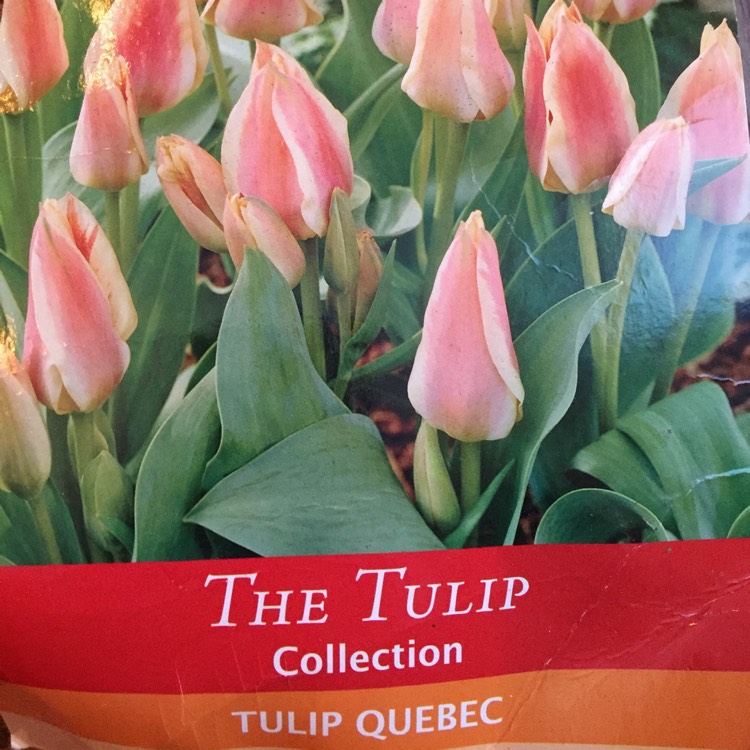 Plant image Tulipa 'Quebec' syn Tulipa greigii 'Quebec'