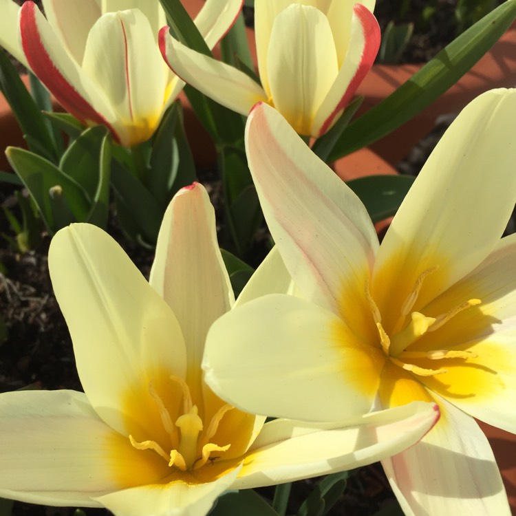 Plant image Tulipa 'Heart's Delight'