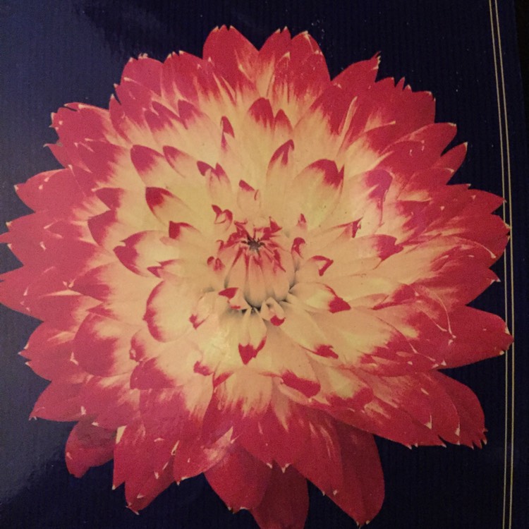 Plant image Dahlia 'Procyon'