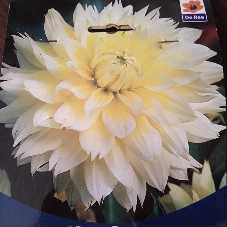 Plant image Dahlia 'Canary Fubuki'