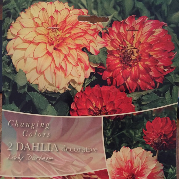 Plant image Dahlia 'Lady Darlene'