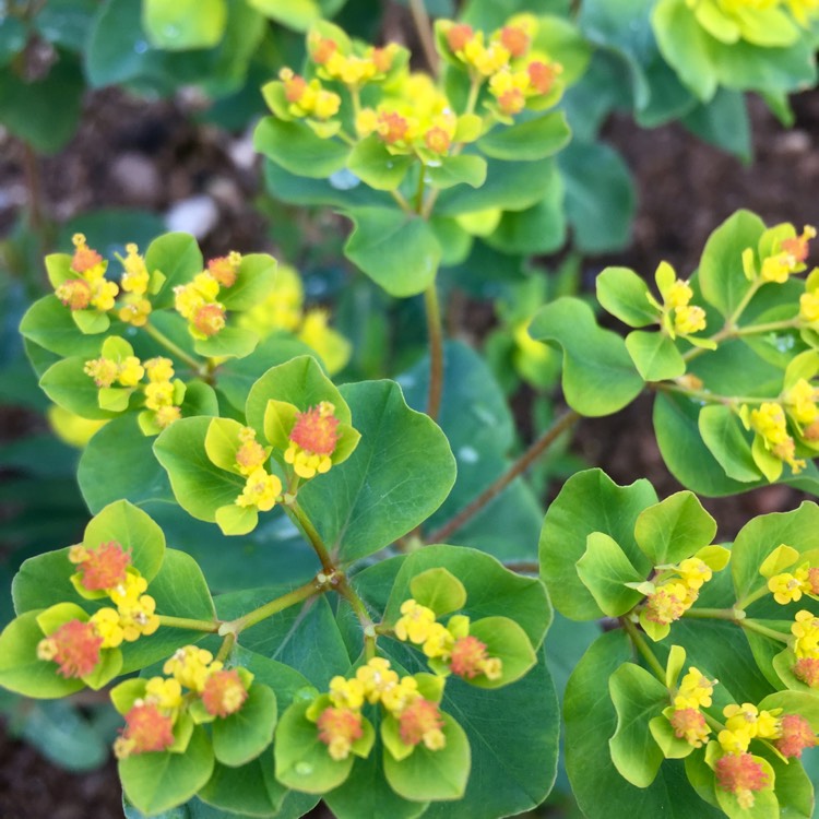 Plant image Euphorbia epithymoides 'Bonfire'