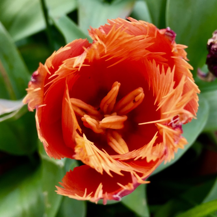 Plant image Tulipa 'Blumex Favourite'